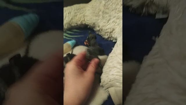 если не съешь кашу смотреть онлайн