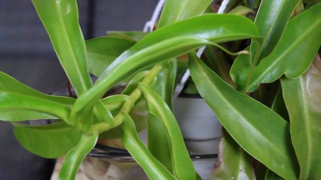 Caring for a Tropical Pitcher Plant (Nepenthes alata) смотреть онлайн