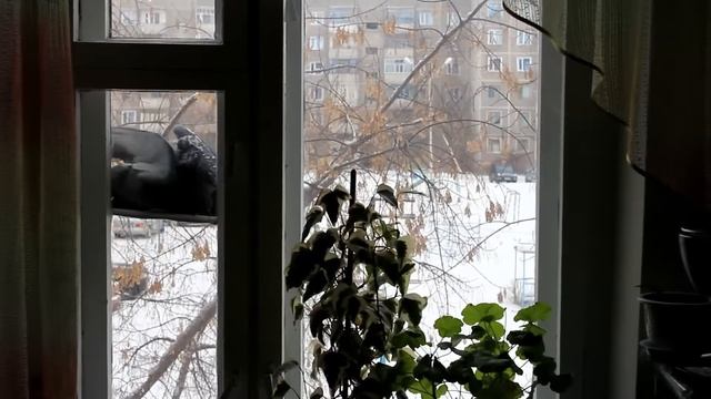 Голуби в кормушке смотреть онлайн