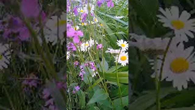 Классическая Музыка Цветы смотреть онлайн