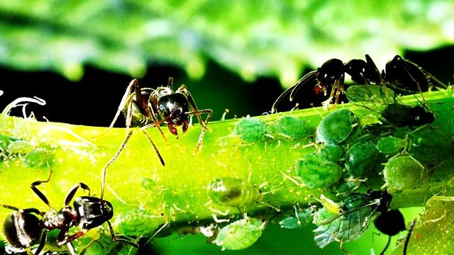 ТЛИ У ВАС БОЛЬШЕ НЕ БУДЕТ! ВСЯ ТЛЯ КАК ОГНЯ БОИТСЯ ЭТОГО! смотреть онлайн