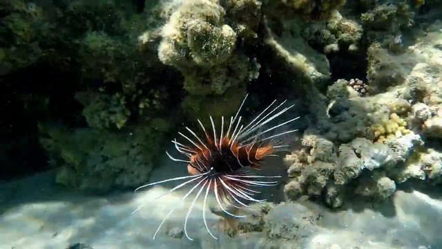 Saint-Saens Aquarium Сен Санс Аквариум смотреть онлайн