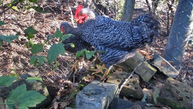 Разведение кур породы Амрокс как бизнес идея | Куры Амрокс смотреть онлайн