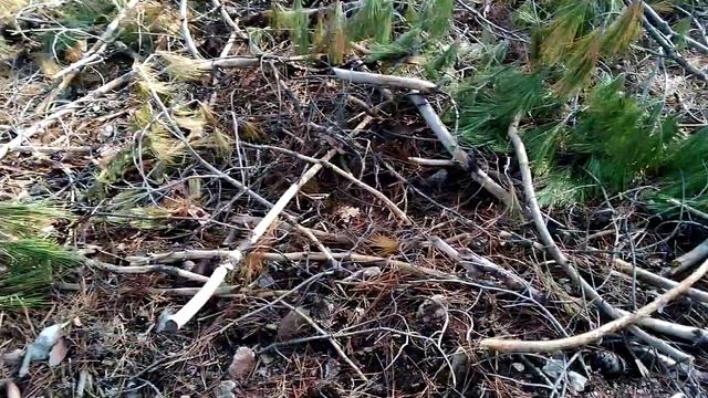 Morchella Kuzu göbeği (dolaman) topladık terapi gibi geldi doğrusu Calvatia gigantea Morchella смотреть онлайн