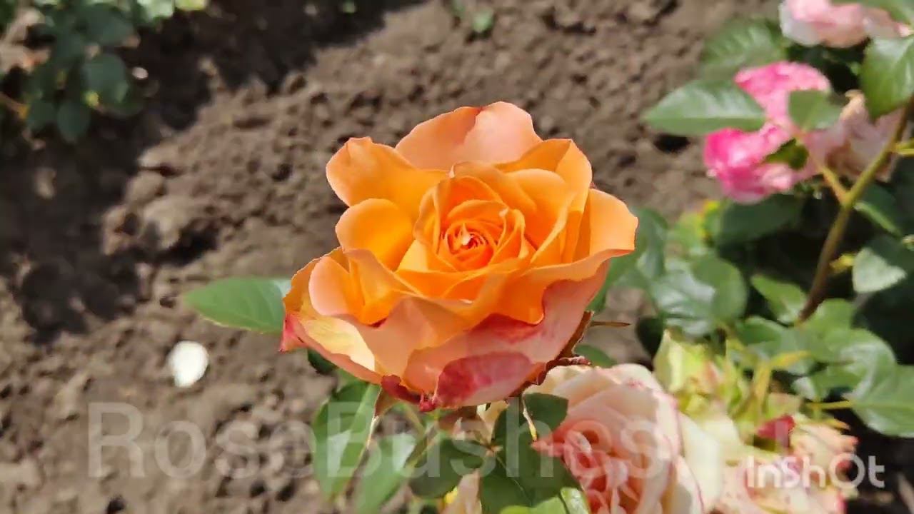 саженцы роз ЛПХ Розы Бушес. немного из новинок коллекции следующего года ☺️ смотреть онлайн