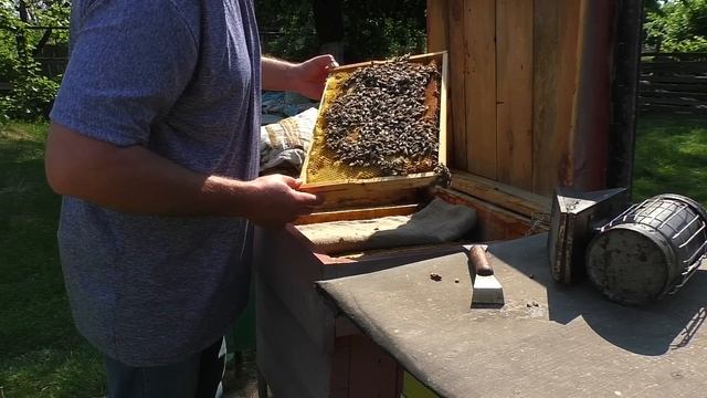 Подсадка неплодной матки в отводок приём100% Как подсадить? И как там РАЗДЕРЕБАНЕНА пчелиная семья? смотреть онлайн