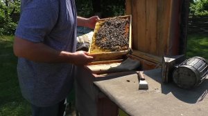 Подсадка неплодной матки в отводок приём100% Как подсадить? И как там РАЗДЕРЕБАНЕНА пчелиная семья?