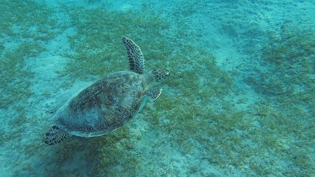 Зеленая морская черепаха / Green turtle. Красное море, бухта Abu Dabbab. Египет. смотреть онлайн