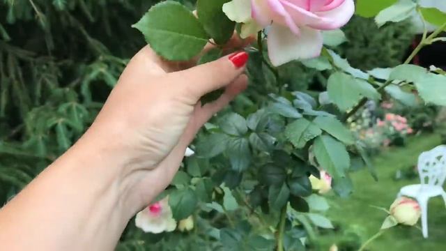 СОРТА ВЫНОСЛИВЫХ РОЗ, для новичков. Instagram:vip.bokareva смотреть онлайн