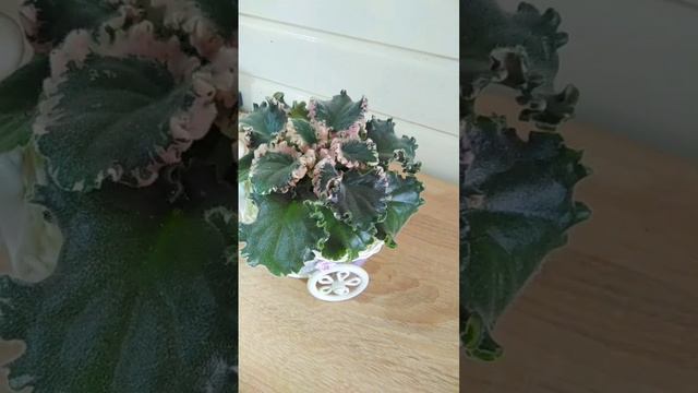 🌺Фиалки.🌺 Цветы для любого подоконника🌺 #shots смотреть онлайн