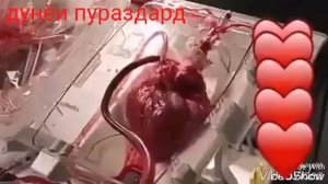 Дилам али абдулмолики