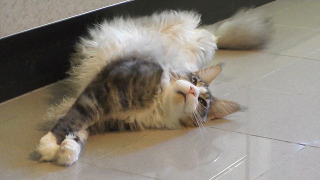 Main Coon Feromon Forest Rich отмокает после своего первого дня рождения смотреть онлайн
