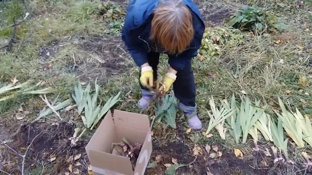 Гладиолусы будут спать до весны. Детки гладиолусов. смотреть онлайн