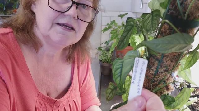 MONSTERA SILTEPECANA tips när mosspålen är för kort смотреть онлайн