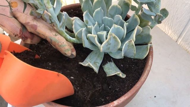 Repotting Echeveria Topsy Turvy | Leaf and Designs | Transplantando Echeveria Topsy Turvy смотреть онлайн