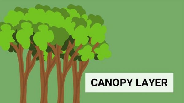 Tropical Rainforest for kids | Rainforest layers | Kids educational video