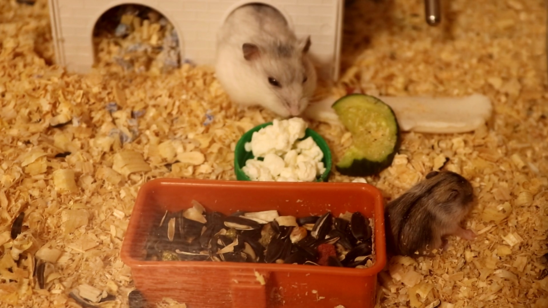 МАЛЕНЬКИЕ ХОМЯЧАТА ИЗУЧАЮТ ТЕРРИТОРИЮ / ХОМЯЧКАМ 11 ДНЕЙ ОТ РОДУ смотреть онлайн