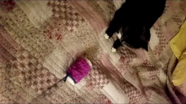 Подарок для Лаки на Новый 2023 год #коты #подарки смотреть онлайн