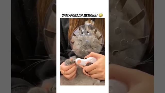 Удобный шлем для стрижки когтей #Tik Tok #Shorts #Тик Ток #ПриколКоты #Catstiktok смотреть онлайн