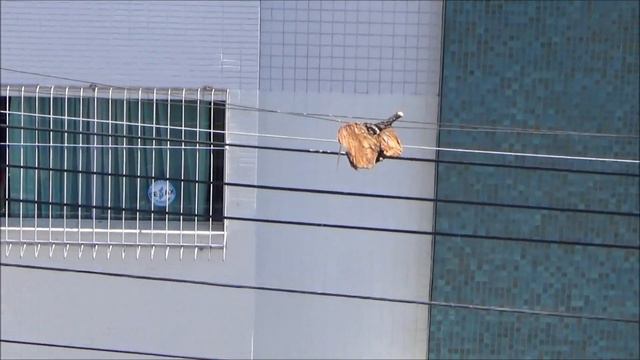 Ex Pachira aquatica R.I.P. смотреть онлайн