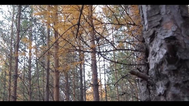 Сойка в лесу_15.10.2017? смотреть онлайн