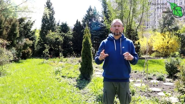 СИЛА ОДУВАНЧИКА! Как лучше потреблять одуванчик для здоровья и кому его нельзя (много). смотреть онлайн