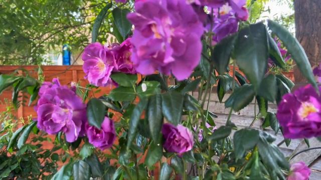 Розы в саду 2023. Обзор цветущего розового сада. Лучшие розы в моем саду. Самые цветущее розы. смотреть онлайн