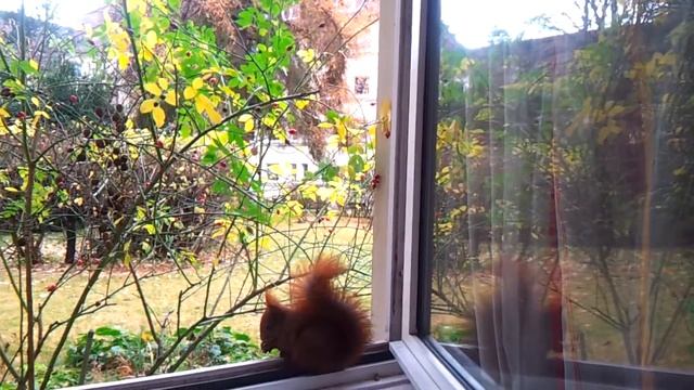 Лили грызёт лесной орех смотреть онлайн