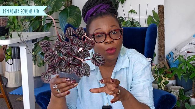 Houseplant Tour: My Top Houseplants of 2023 - You Won't Believe #24 смотреть онлайн