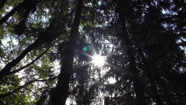 Центральный ботанический сад. Выходные в Минске. Семейный отдых смотреть онлайн