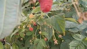 Малина Маргарита супер сорт обзор