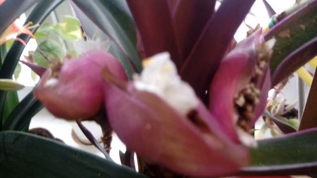 КЛИВИЯ ЦВЕТЕТ. КАЛАТЕЯ ЗАЦВЕТАЕТ. смотреть онлайн