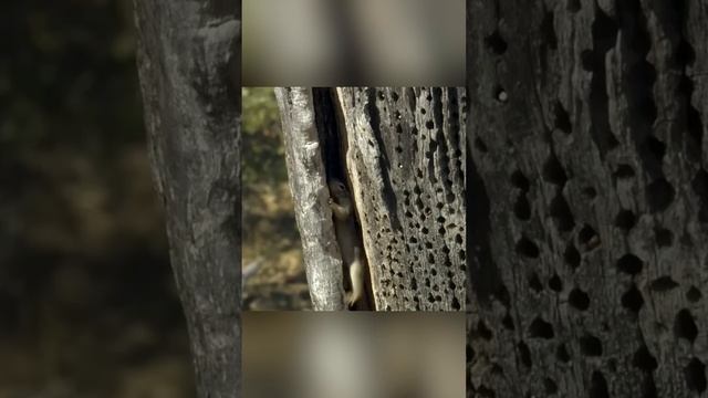 Дятлы забивают жёлуди в дерево. Желудевый дятел