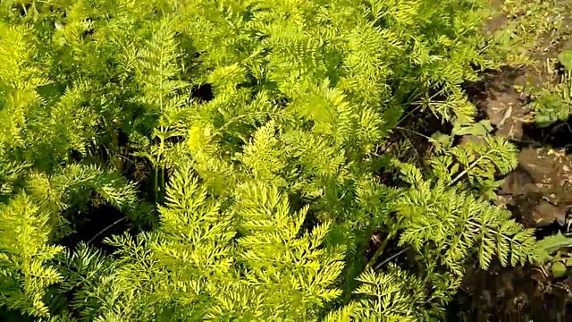 Уход за Морковью смотреть онлайн