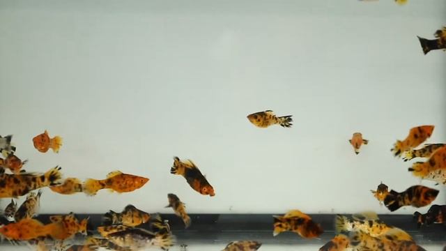 POECILIA LATIPINNA ORANGE MARBLE 3CM смотреть онлайн