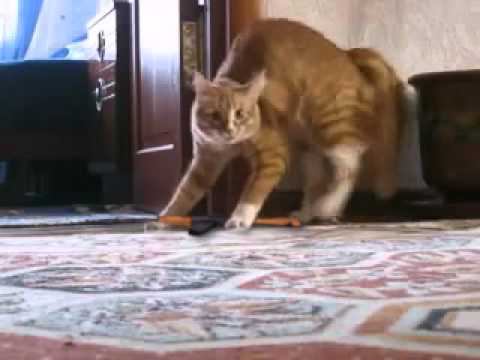 Кот встал, взял ружьё и пошёл