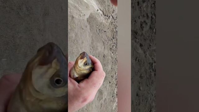 РЫБАЛКА. ЛОВЛЮ КАРАСЯ НА ЧЕСНОК. смотреть онлайн