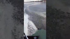 2 Лодка ПВХ флинк 290