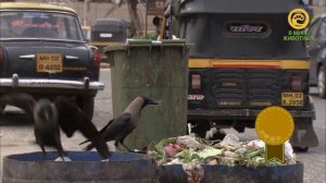 Дикое меню дикого мира. Анонс. Канал В Мире Животных.