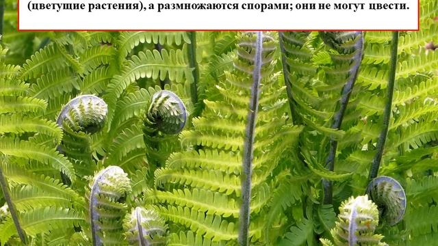 Пока цветёт папоротник смотреть онлайн