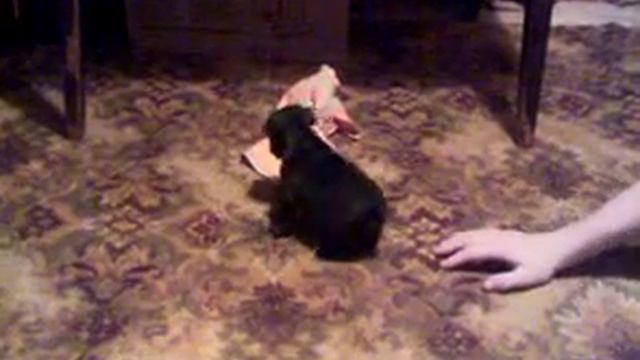 Куба и тряпочка.mp4 смотреть онлайн