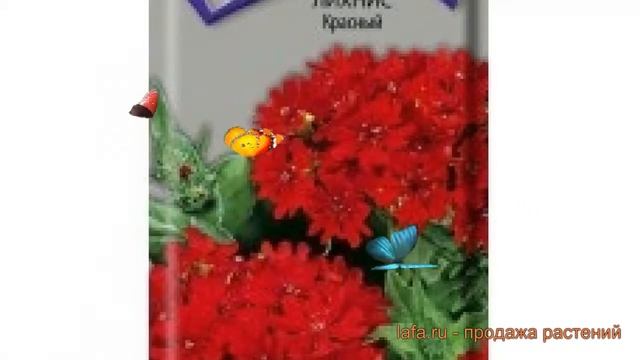 Лихнис красная Красный (krasnyy) ? красная лихнис Красный обзор: как сажать, семена лихниса Красный смотреть онлайн