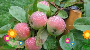 Яблоня плодовая Вишневое. Краткий обзор, описание характеристик malus domestica Vishnevoe