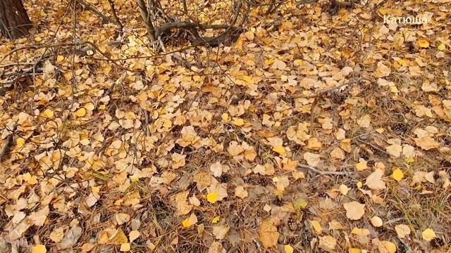 Поиск грибов в бору! смотреть онлайн