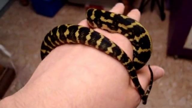 Update on Cher jungle carpet python смотреть онлайн