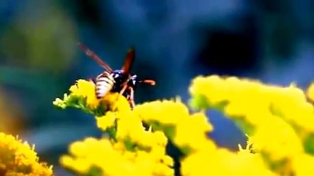 Faltenwespe(Polistes dominulus(Christ 1791)) auf kanadischer Goldrute(Solidago canadensis(L.)) смотреть онлайн