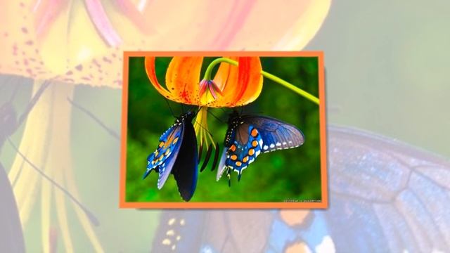 Как нарисовать бабочку? Цветы. Виды бабочек. смотреть онлайн