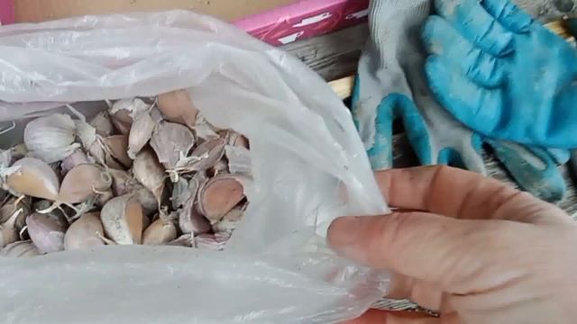 42. Осенние посадки: чеснок, крокусы, тюльпаны// смотреть онлайн