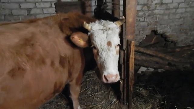 деревенские будни//часть 1 смотреть онлайн