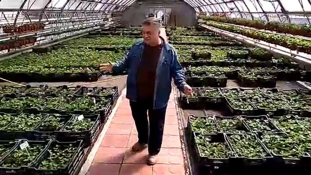 Земляничный рай! Искушение! смотреть онлайн